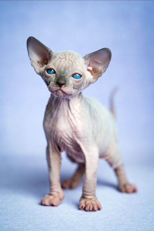The 6 Best Low-Shedding Cat Breeds for a Cleaner, Happier Home