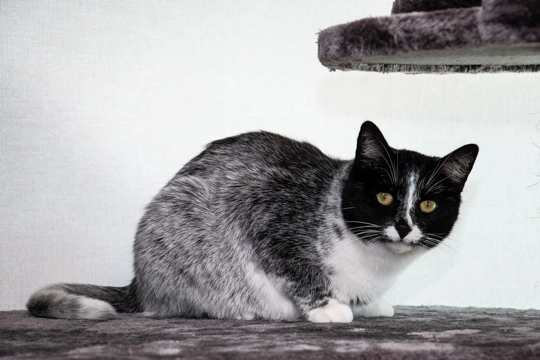 A Strange New Cat Coat Color? Meet the “Salty Licorice” Cats of Finland