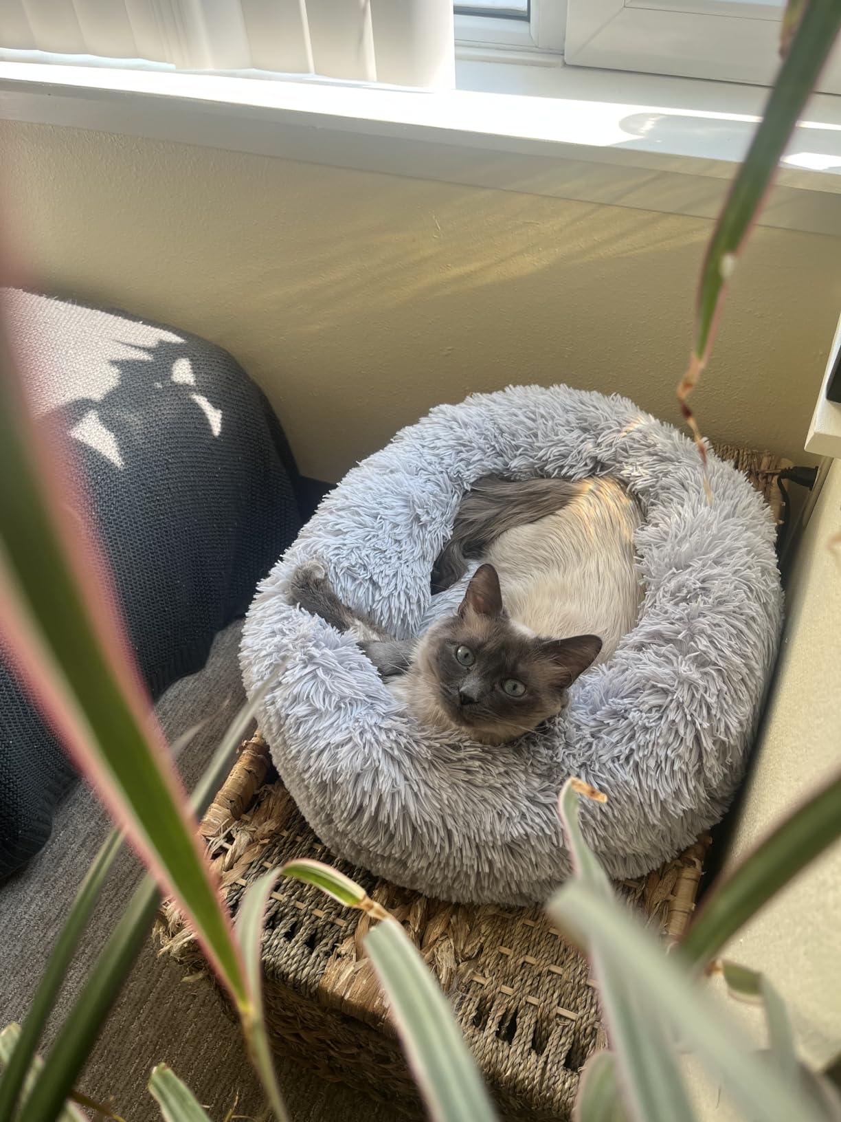 Cozy Calming Pet Bed