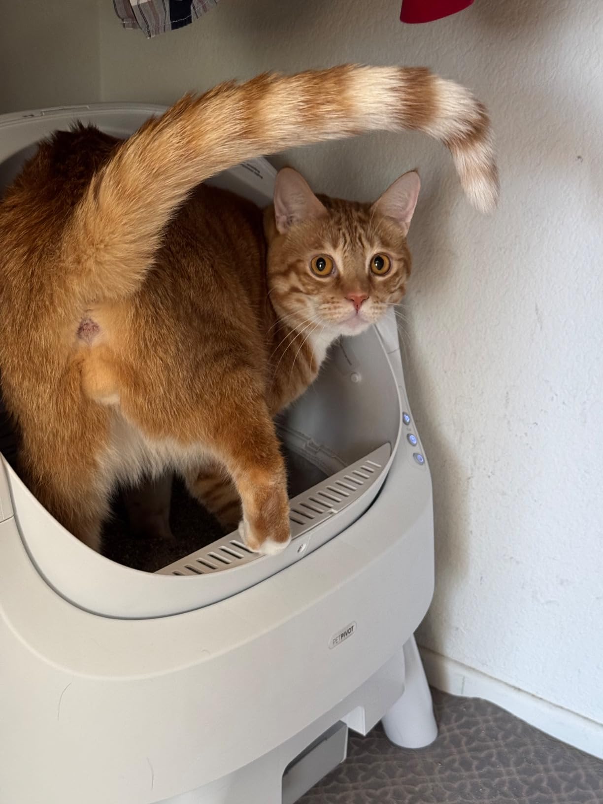 Happi Scooper Self-Cleaning Litter Box