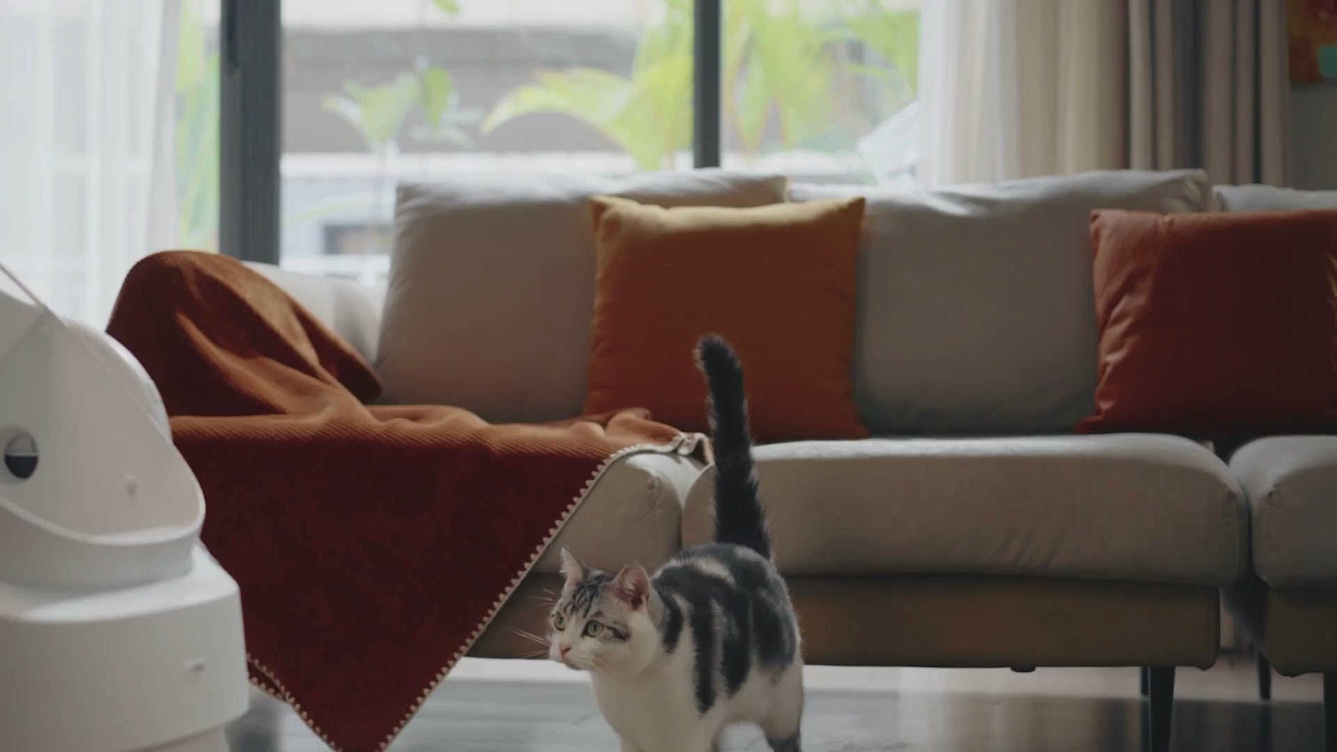 Load video: cat jumping into litter box and display of box sifting after cat finished
